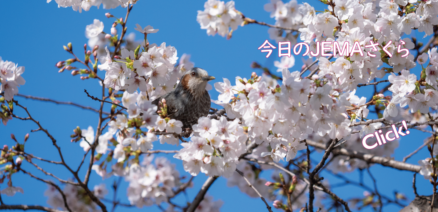今日のJEMAさくら '26