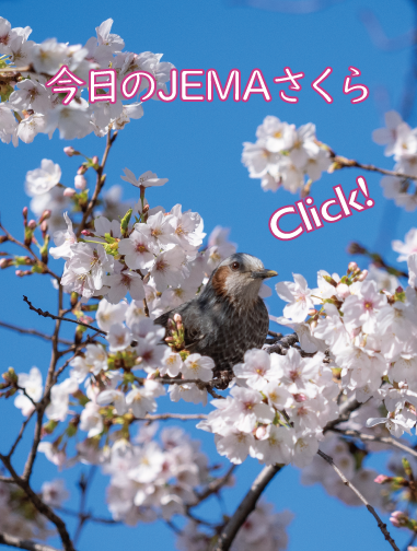 今日のJEMAさくら '26