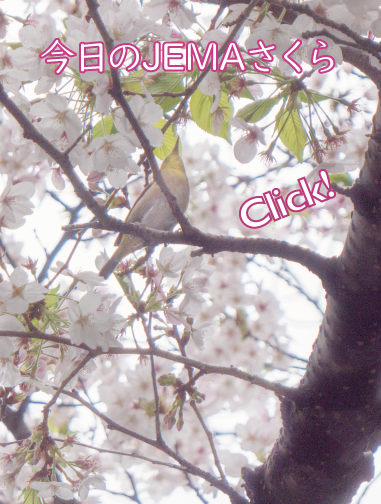 今日のJEMAさくら '26